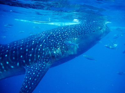 巨型鲸鲨的水下拍摄图片