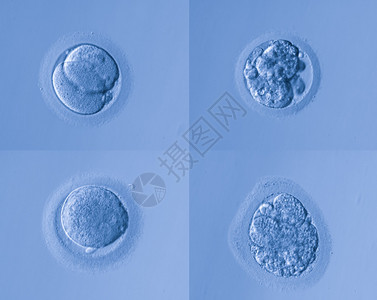 人体细胞蛋背景图片