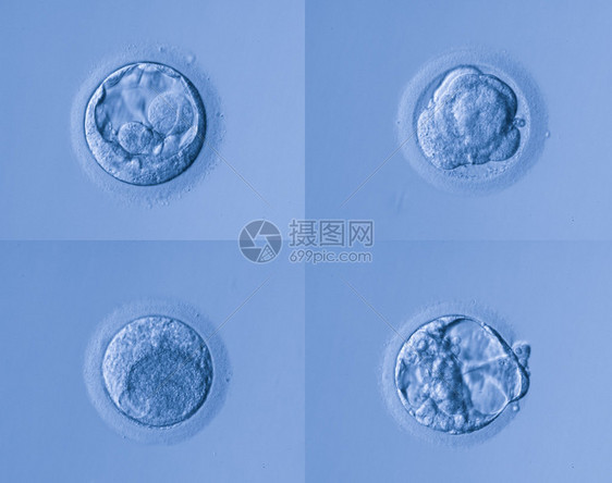 人体细胞蛋图片