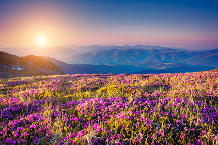 山上神奇的粉红色杜鹃花的美景戏剧不寻常场景喀尔巴阡图片