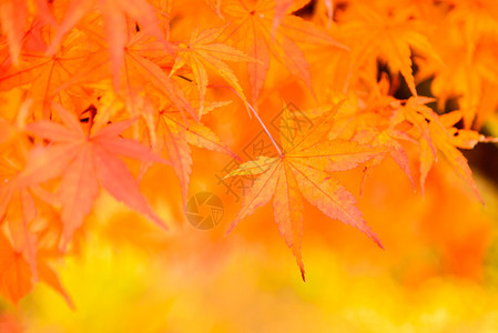 在日本公园的橙色树叶上轻关注图片