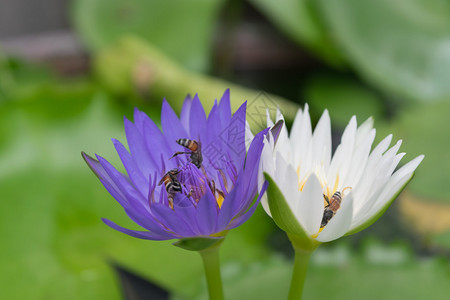 美丽的白色和紫色莲花与蜜蜂自然美丽的图片