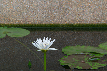 花莲朵白色花园中自图片