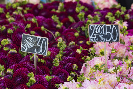 丹麦哥本哈根市集花朵的图片