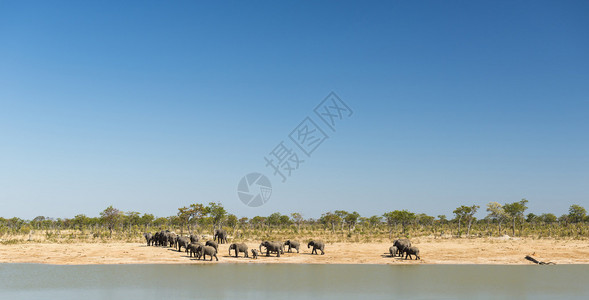 大象群聚集在博茨瓦纳一个水洞中图片
