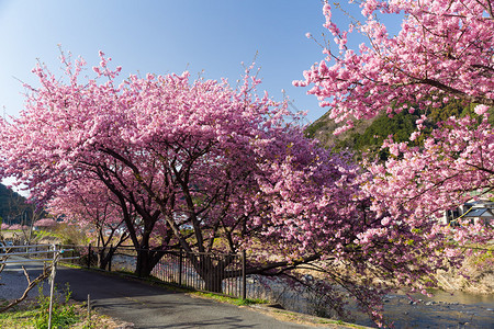 日本公园里盛开的樱花树图片