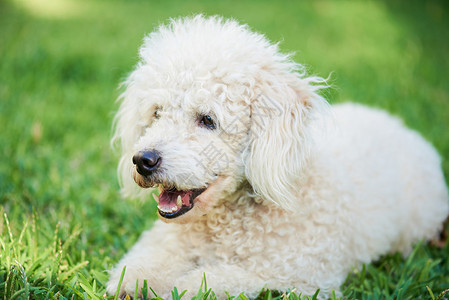 白色贵宾犬躺在公园的绿草上背景图片