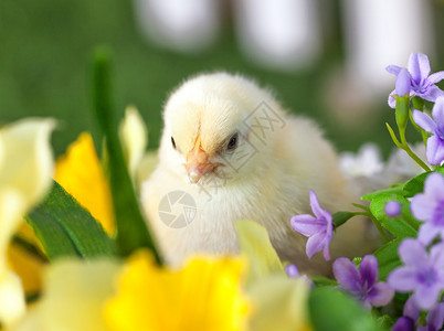 小黄鸡正坐在花丛中背景图片