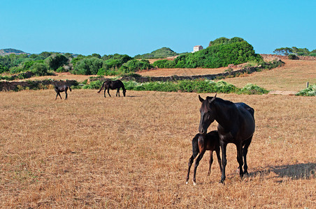 巴利阿里群岛Menorca201图片