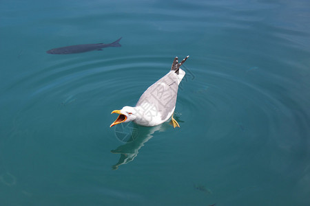 海鸥在蓝地中海背景上鸣叫与图片