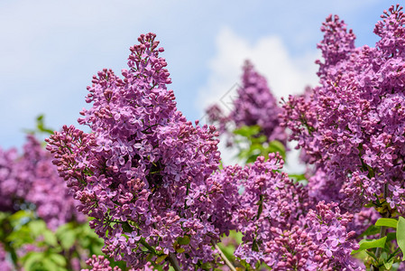 春天公园里的丁香花图片