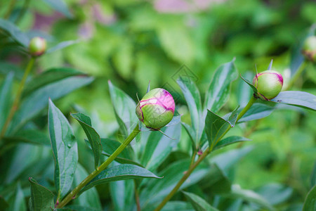 花园里的粉红牡丹花蕾图片