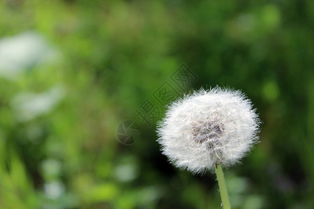 夏季花卉植物dandelionTar图片