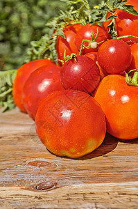 种植有机番茄丰盛美图片
