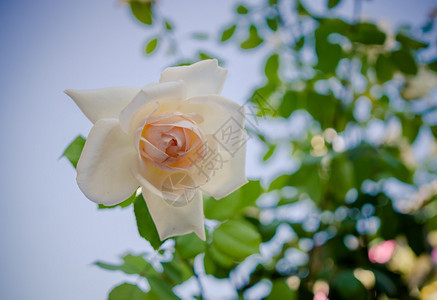 梦幻般的夏日花园精致的玫瑰品种火烈鸟带有甜美香气的精致花朵图片