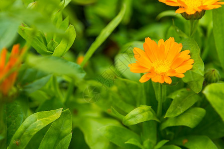 美丽的花朵calendula图片