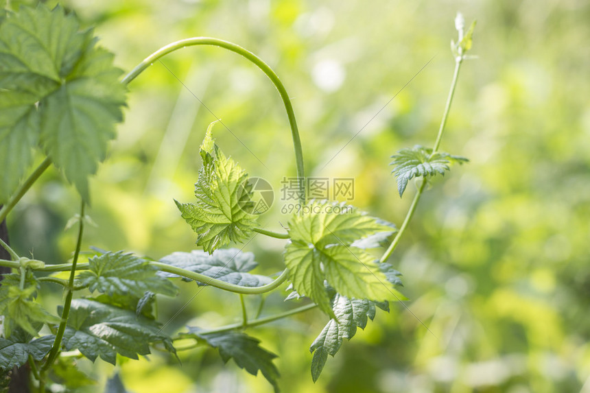 用于啤酒酿香料的绿图片