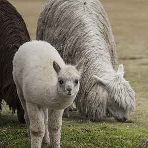 Sacsayhuaman的Alpacas图片