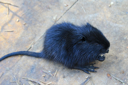 老鼠或营养症的婴儿MyocacastorC背景