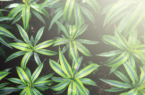 温室里的植物植物是一图片