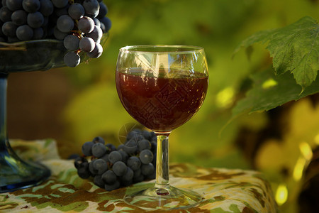 葡萄酒杯和葡萄在葡萄树图片