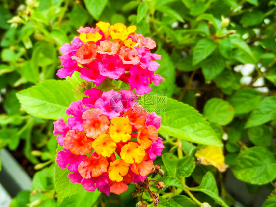 花朵在花园中盛放的花朵棕黄色图片