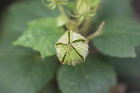 花园里的棉花玫瑰种子图片