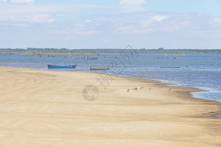 在LagoadoPeixe湖的海鸥和美图片