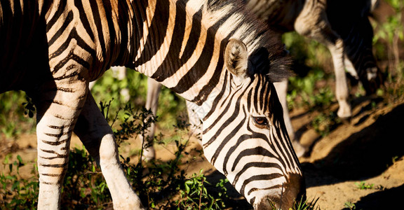 南部非洲mlilwane野生动物自然保护区和图片