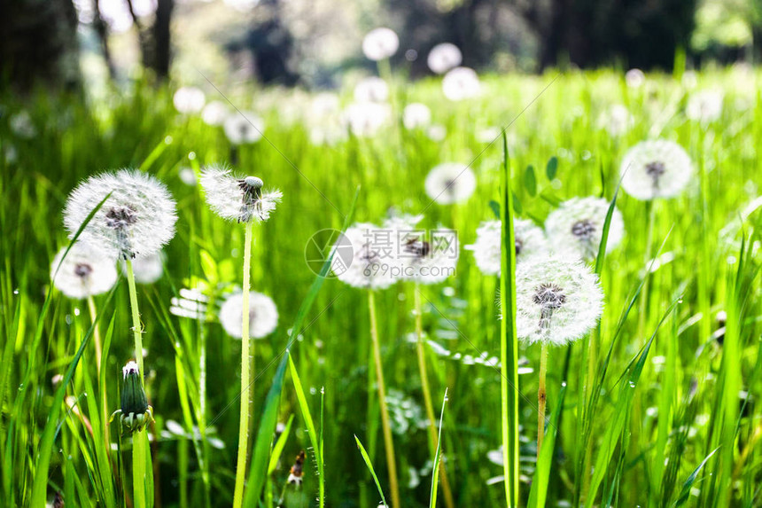 潮湿的草地高清图片下载-正版图片507572982-摄图网