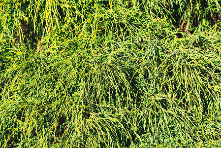 绿色的Thuja树枝缝合图片
