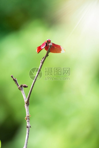 红龙在绿色背景的树枝上Neurothemisram图片