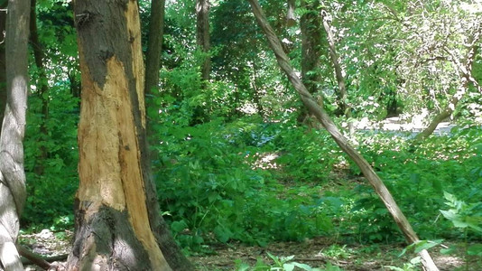 树上沾着受害皮层的树树周围有利安娜绿色公园中的灌木图片
