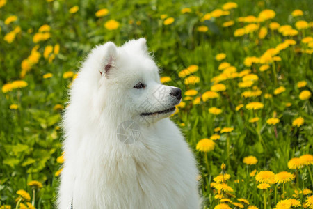 在绿春草背景的青春草丛中一只Samoyed小图片