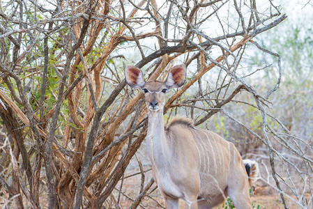 可爱优雅的Kudu女头特写和肖像克鲁格公园的野生动物园图片