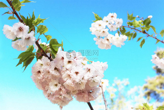 樱花春天的樱花美丽的白花图片