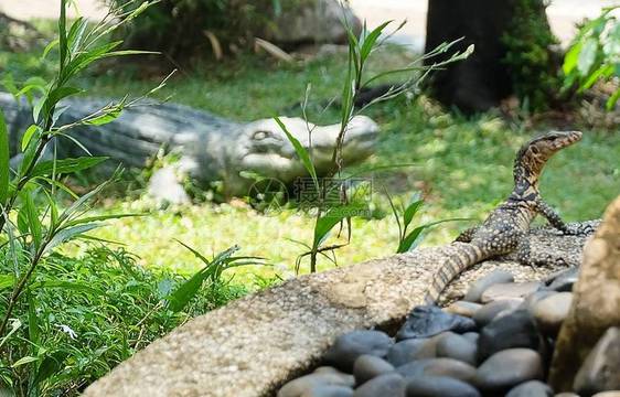 动物和野生动物图片