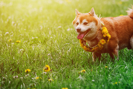 Japanease柴犬带着花环在草地上奔跑图片