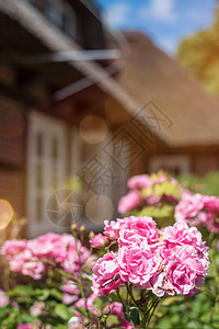 红粉色玫瑰花传统半平板图片