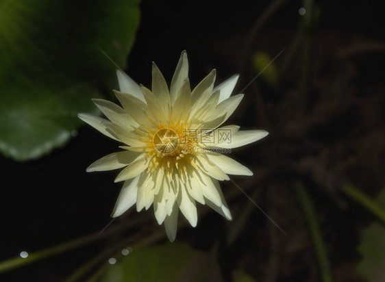 黄莲花或水百合花图片