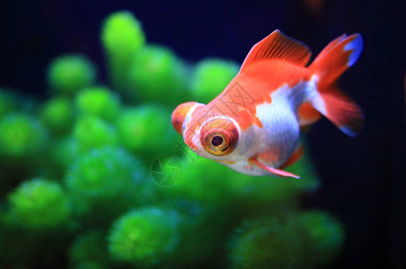 美丽的红色金鱼在水族馆游泳图片
