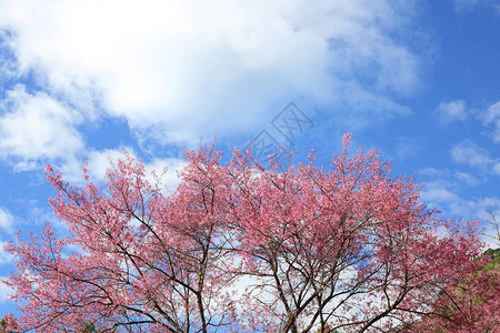 美丽的粉红樱花朵开花蓝图片