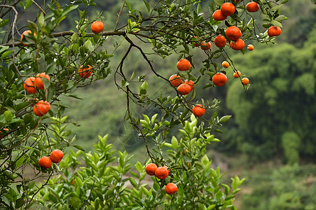 挂满枝头红澄澄的柑橘水果图片