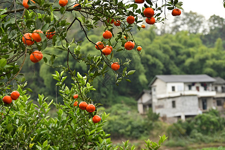 挂满枝头红澄澄的柑橘水果图片