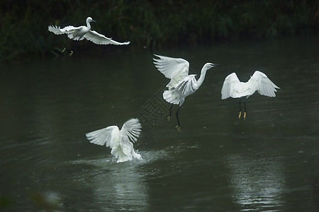 湖面上滑行飞翔的白鹭图片