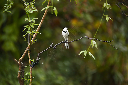 雨中树枝上的白鹡鸰鸟类图片