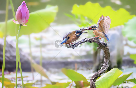 荷花池中捕鱼喂食的翠鸟图片