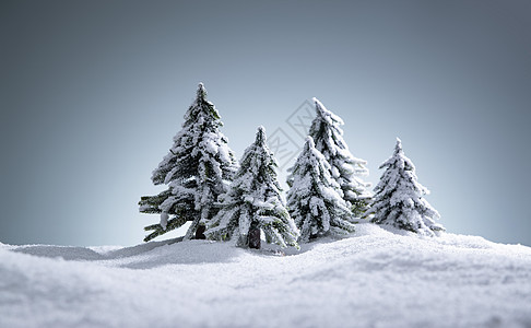 雪后的松树图片