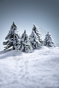 雪后的松树图片