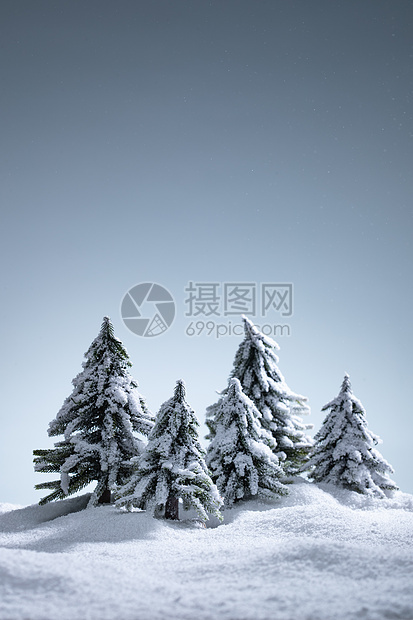 雪后的松树图片